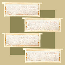 Load image into Gallery viewer, MalfroysGold750gWildHoneycombPolyfloraX4