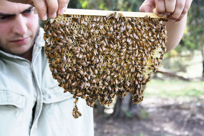 Commercial Warré Beekeeping in Australia