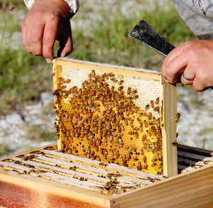 Malfroy's Gold open frame from a Warré hive