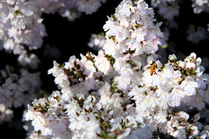 Malfroy's Gold Bee on Mint Bush