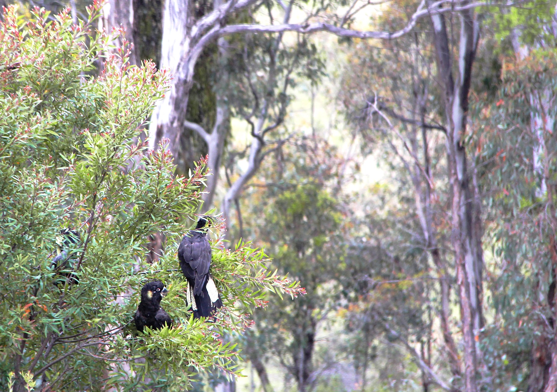 Malfroy's Gold Black Cockatoos in the grassy woodlands