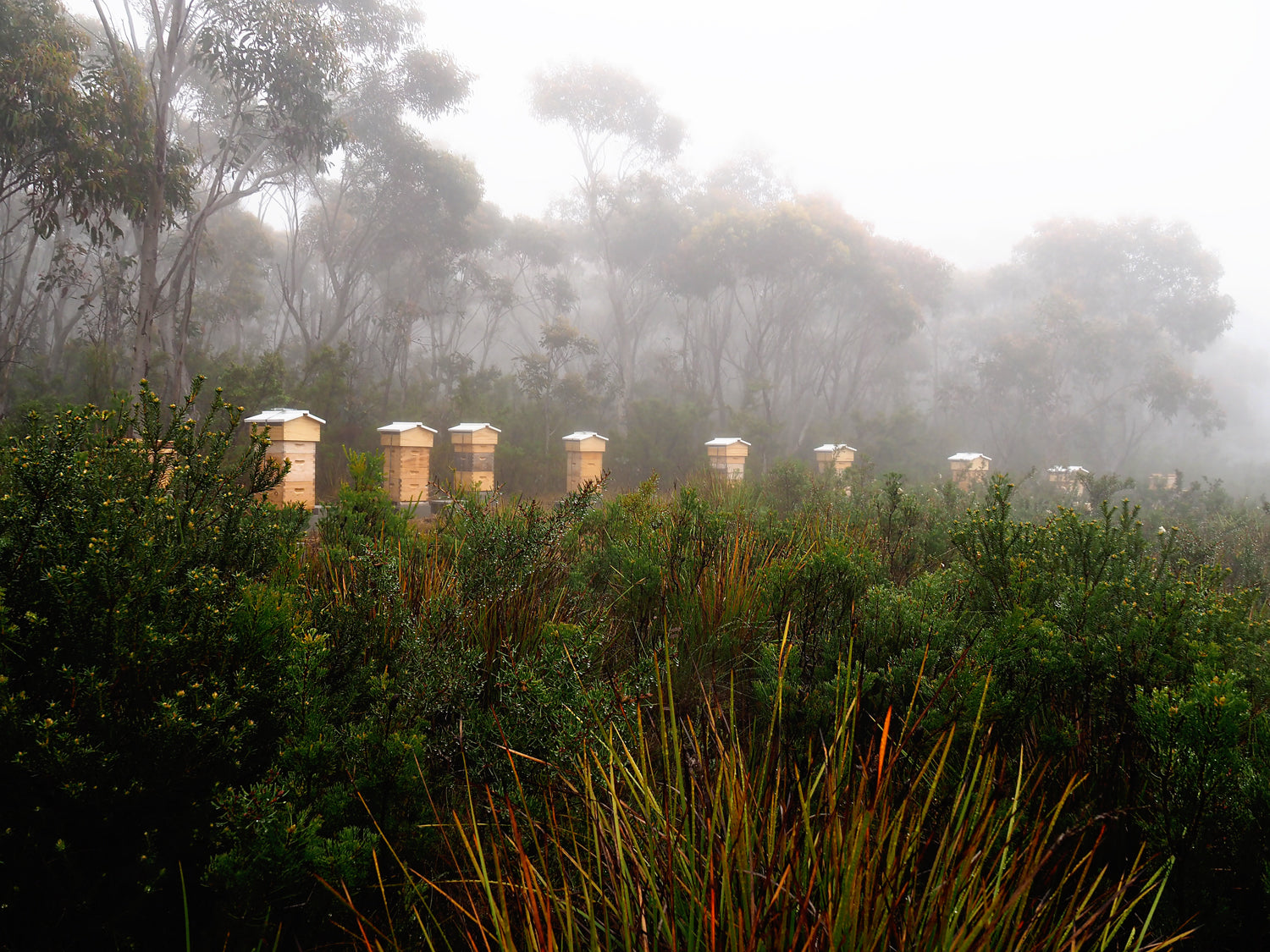 Malfroy's Gold, Warré Apiary, Upper Blue Mountains Heathland NSW