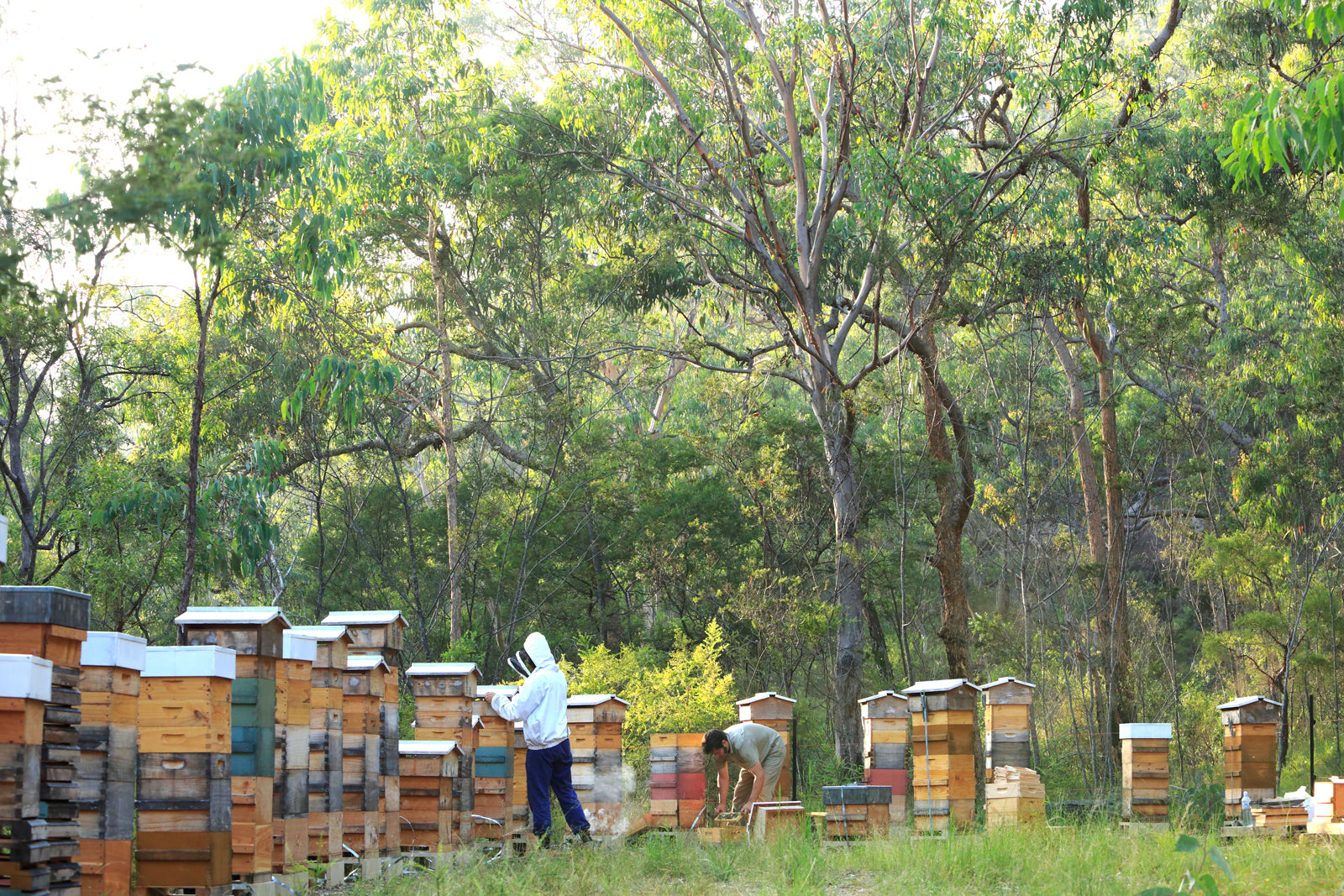 Malfroy's Gold Warré Apiary Blue Mountains Eric Tourneret