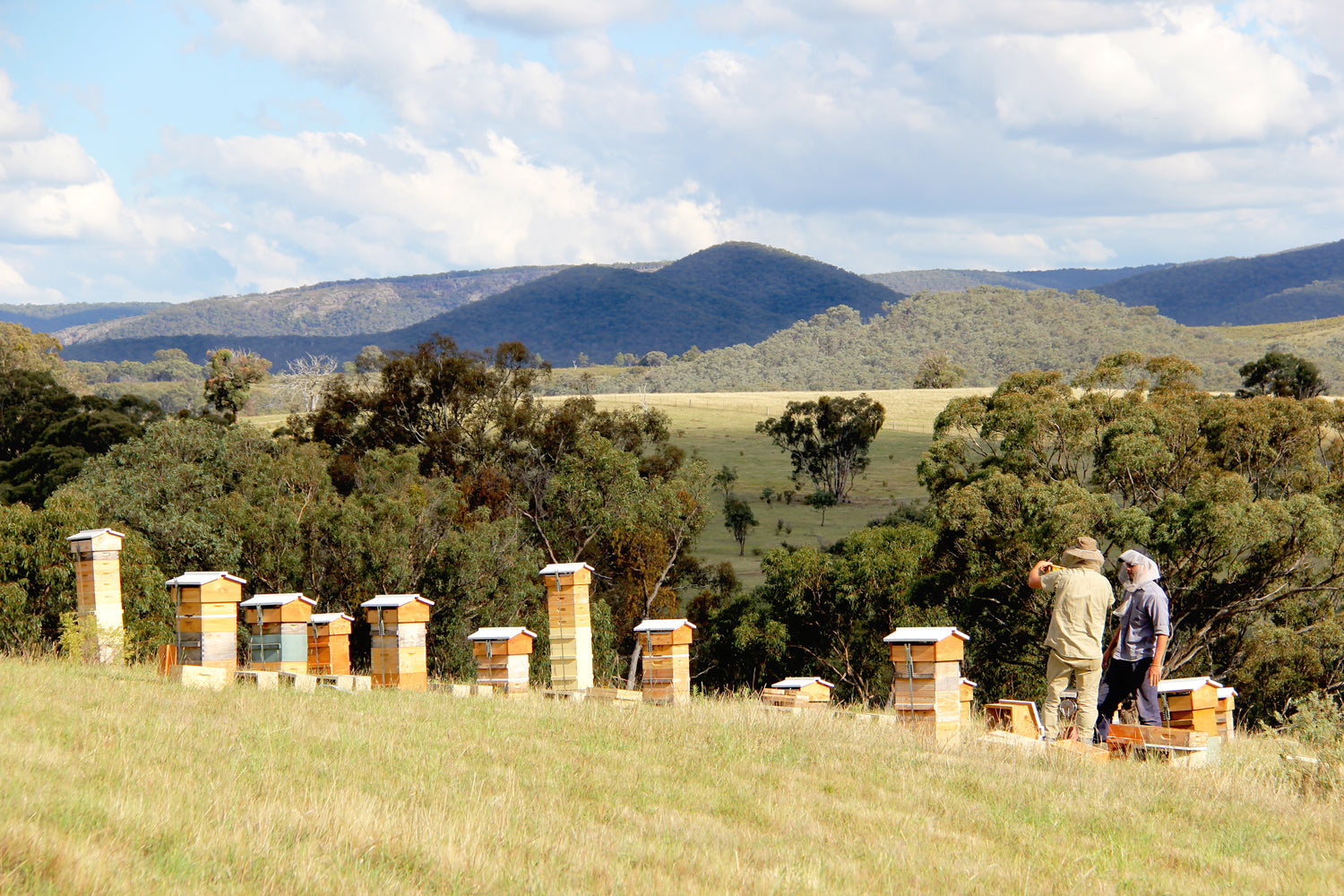 Malfroy's Gold Warré Apiary, Central Tablelands NSW