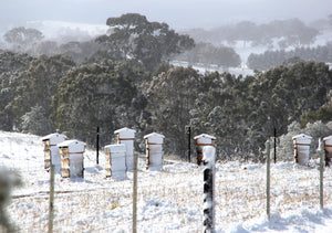 Malfroy's Gold Central Tablelands in Snow