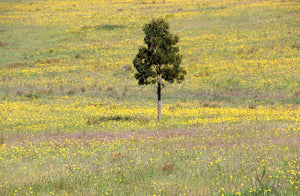 Malfroy's Gold Central Tablelands Ground Flora