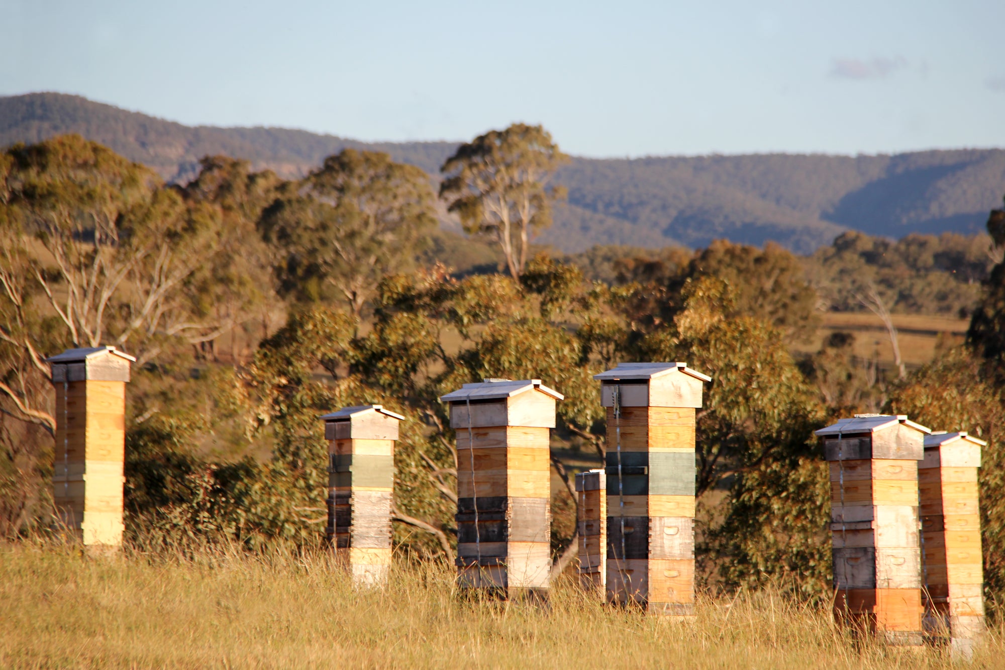 Malfroy's Gold, Warré Apiary, Central West NSW
