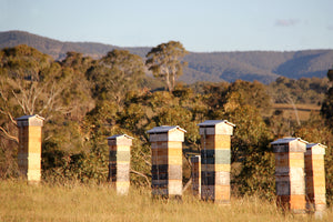 Malfroy's Gold Warré Apiary Central Tablelands NSW