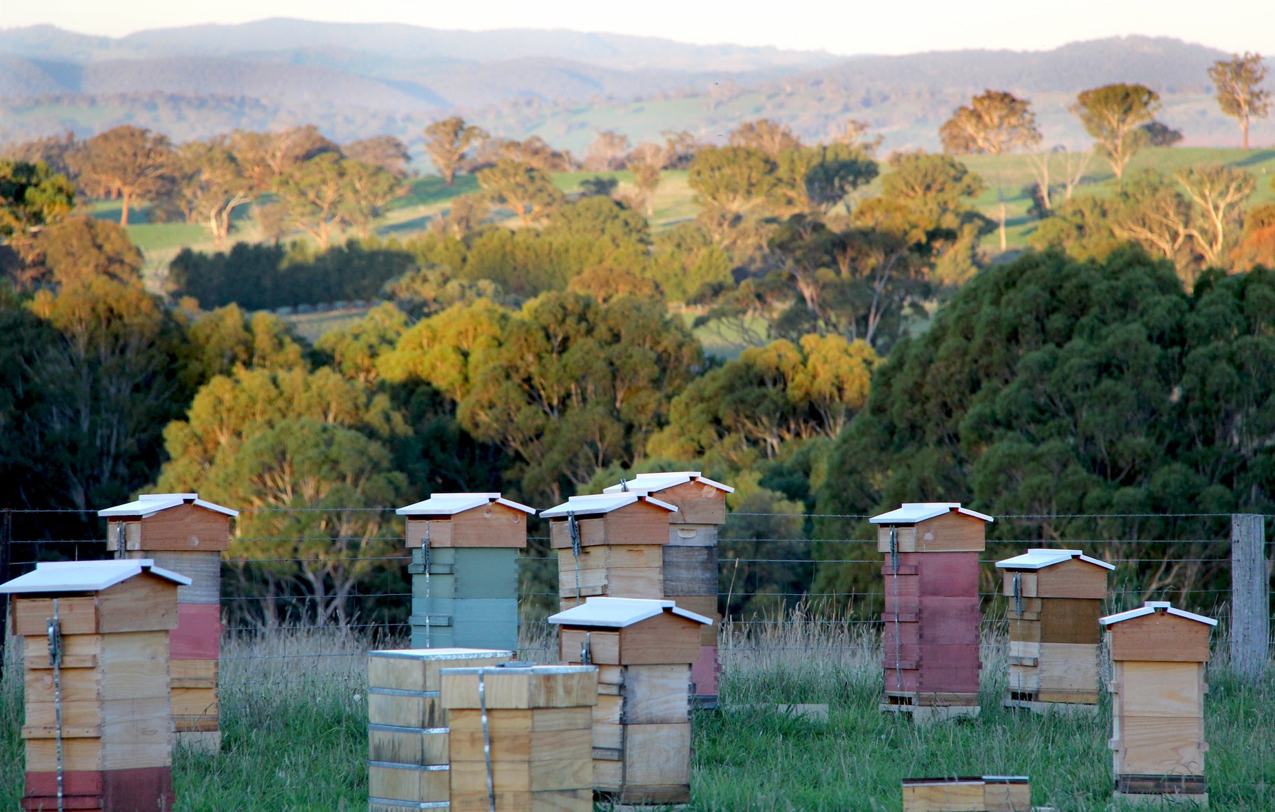 Malfroy's Gold, Warré Apiary, Central Tablelands NSW