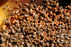 Malfroy's Gold natural comb full of drone brood
