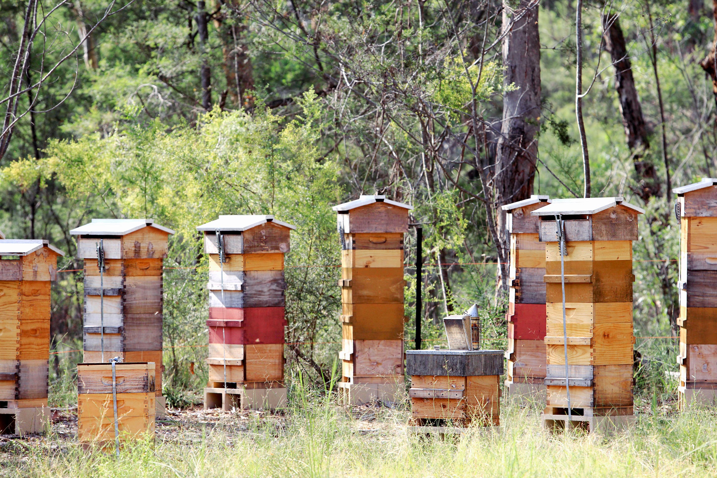 Malfroy's Gold Lower Blue Mountains Apiary (photo © Eric Tourneret)