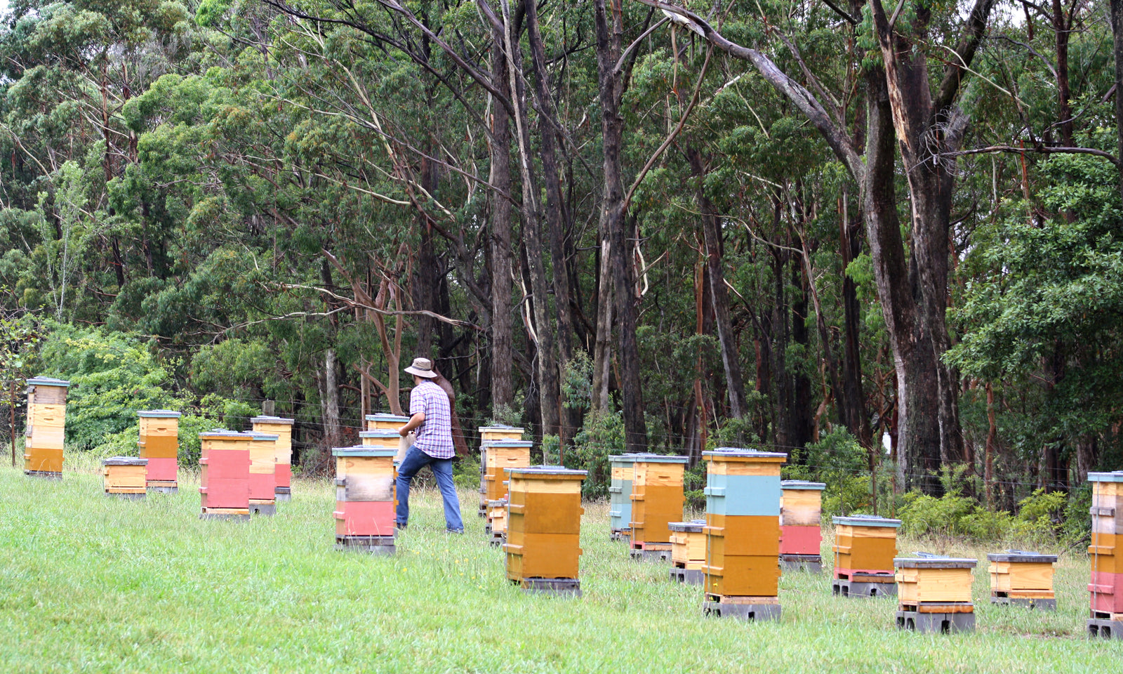 Malfroy's Gold, Warré Apiary, Mid Blue Mountains NSW