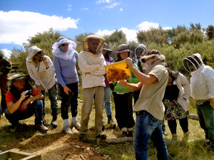 Malfroy's Gold Natural Beekeeping Courses Milkwood