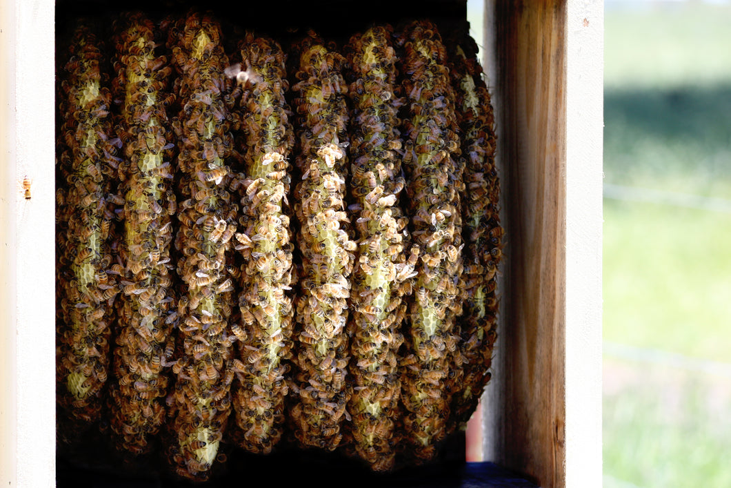 Malfroy's Gold bees building virgin comb in Warré hive