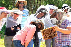 Malfroy's gold Natural Beekeeping Course with Warré Hives Eric Tourneret