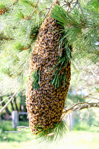 Malfroy's Gold Natural Swarm Reproduction