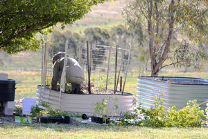 Malfroy's Gold Vegie planting