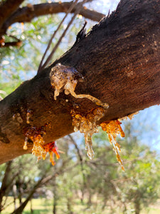 Malfroy's Gold Propolis sap from Acacia