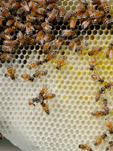 Malfroy's Gold Colonies building natural virgin comb