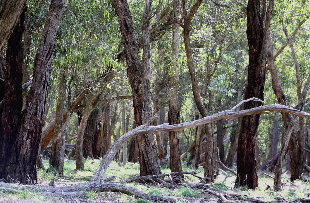 Malfroy's Gold Red Stringybark Woodland
