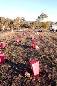 Malfroy's Gold Native Tree Planting