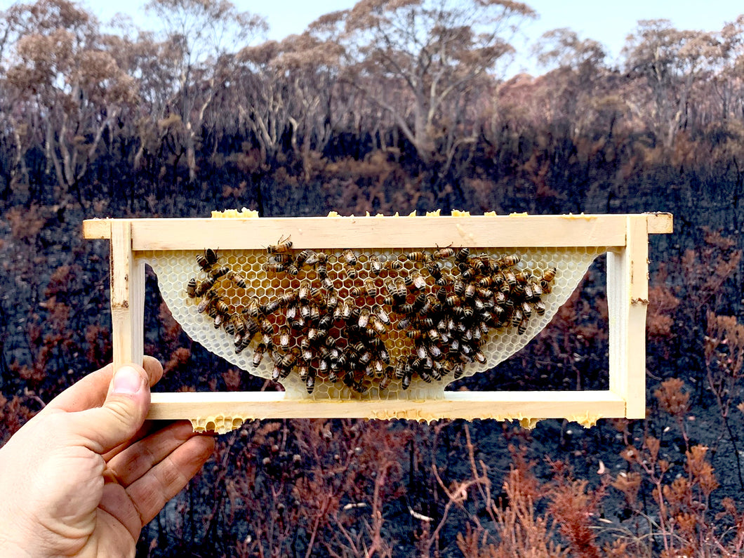 Malfroy's Gold Warré Wild Honey Bushfires