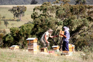 Malfroy's Gold Teaching Natural Beekeeping