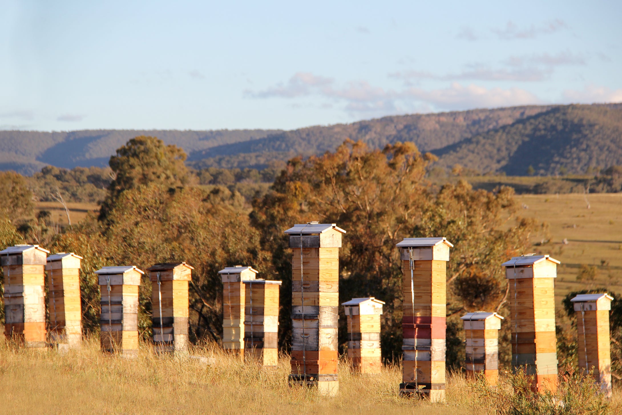 Malfroy's Gold Apiary Central Tablelands