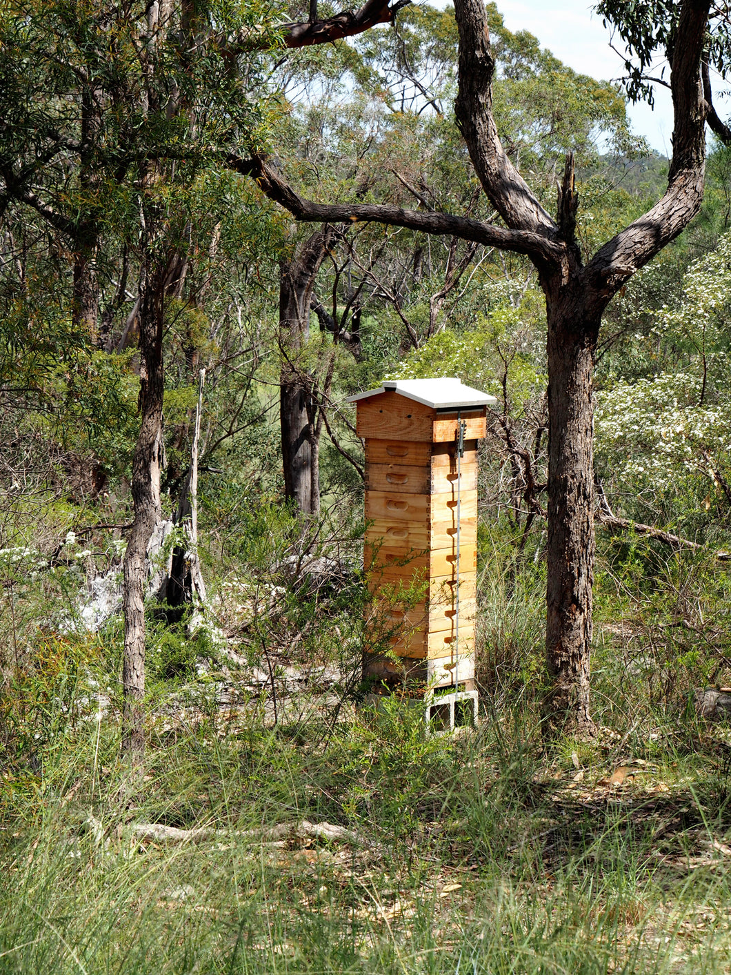 Malfroy's Gold Warré hive at a permanent apiary in the lower Blue Mountains