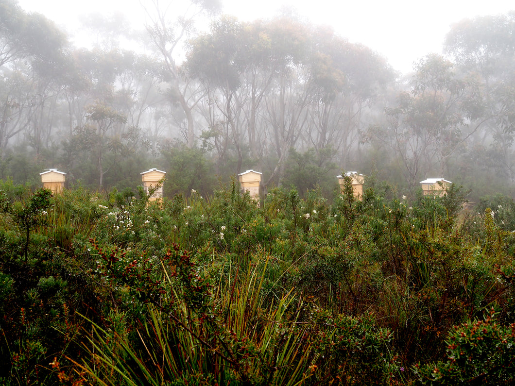 Malfroy's Gold Upper Blue Mountains apiary