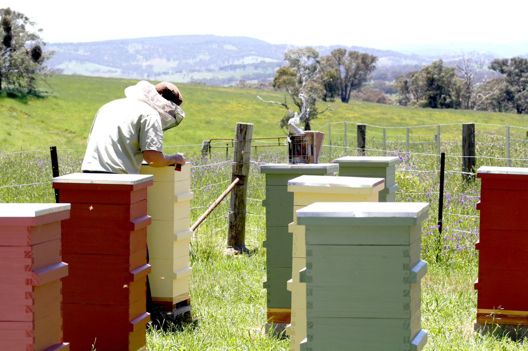 Malfroy's Gold Warré apiary Central Tablelands