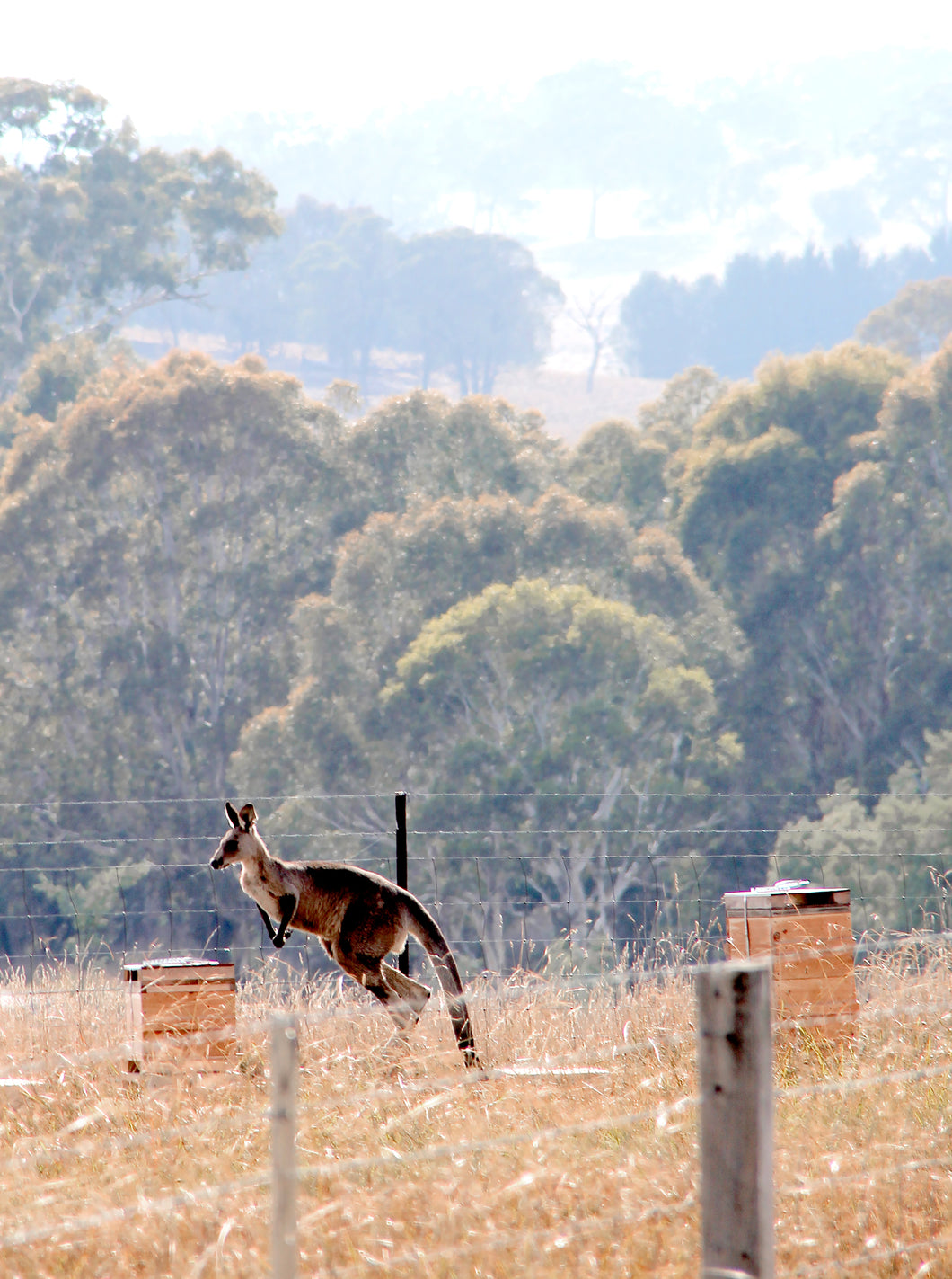 Malfroy's Gold Kangaroo in the apiary