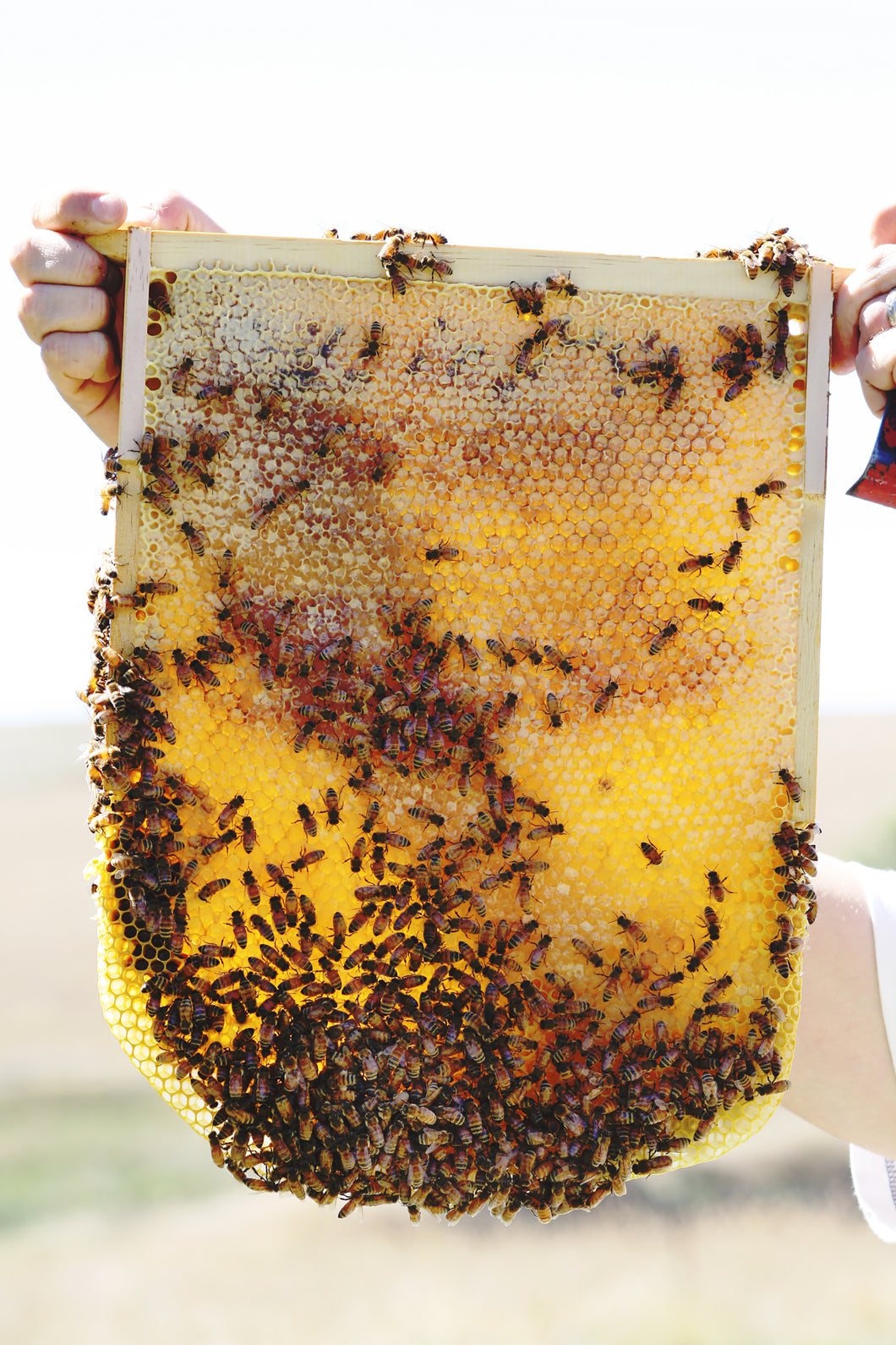 Malfroy's Gold Open Warré Frame Wild Honey, Central Tablelands