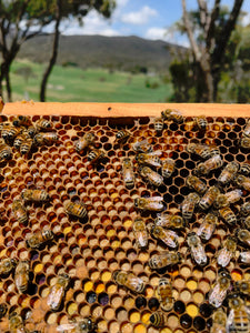 Malfroy's Gold comb with cells of bee bread (fermented pollen)