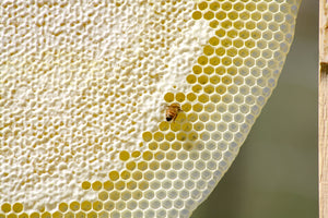 Malfroy's Gold Virgin Comb with fresh white comb, nectar and capped honeycomb