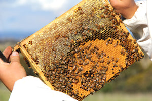 Malfroy's Gold Warré combs with Wild Honey, bee bread and brood