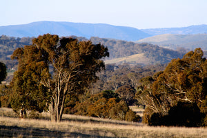 Malfroy's Gold Central Tablelands Terroir