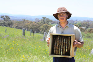 Malfroy's Gold Swarm Building Comb