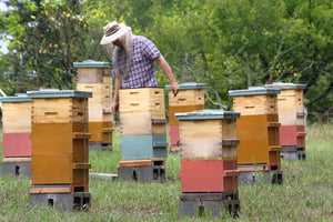 Malfroy's Gold Mid Mountains Apiary