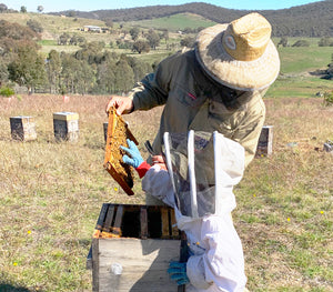 Malfroy's Gold Tim and our Daughter look for the queen