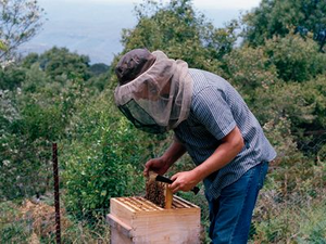 Tim Malfroy's Warré Hives in Smith Journal Blog 2014