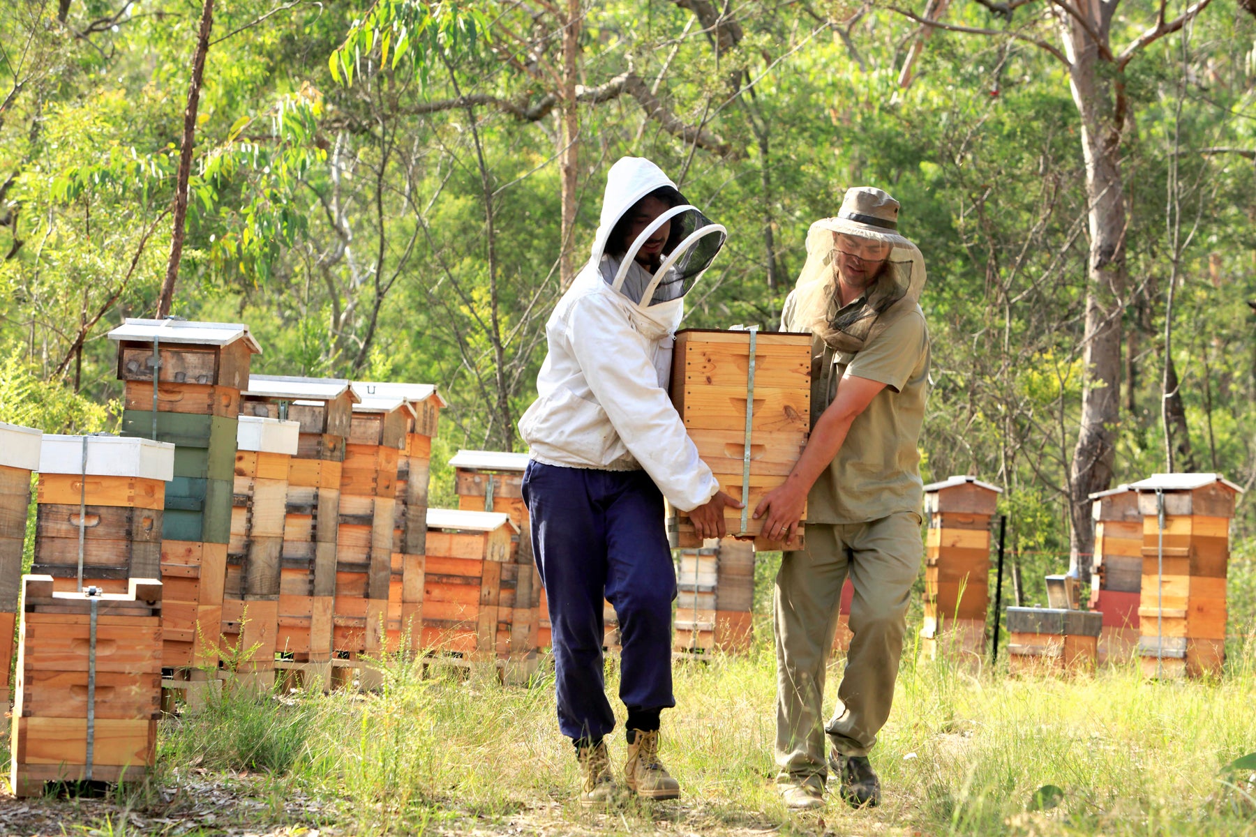 Malfroy's Gold harvesting from a Warré apiary in the Blue Mountains