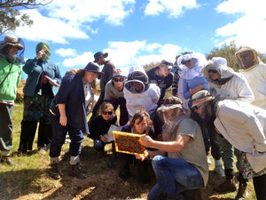 Malfroy's Gold Natural Beekeeping Courses Milkwood Blog