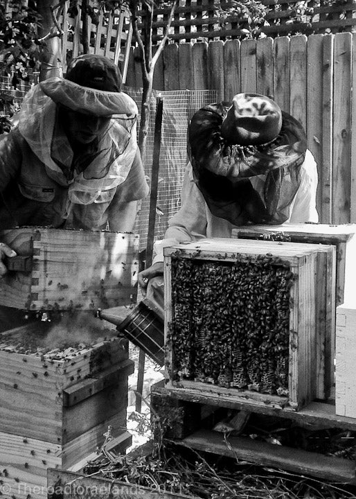Tim Malfroy Natural Beekeeping Courses