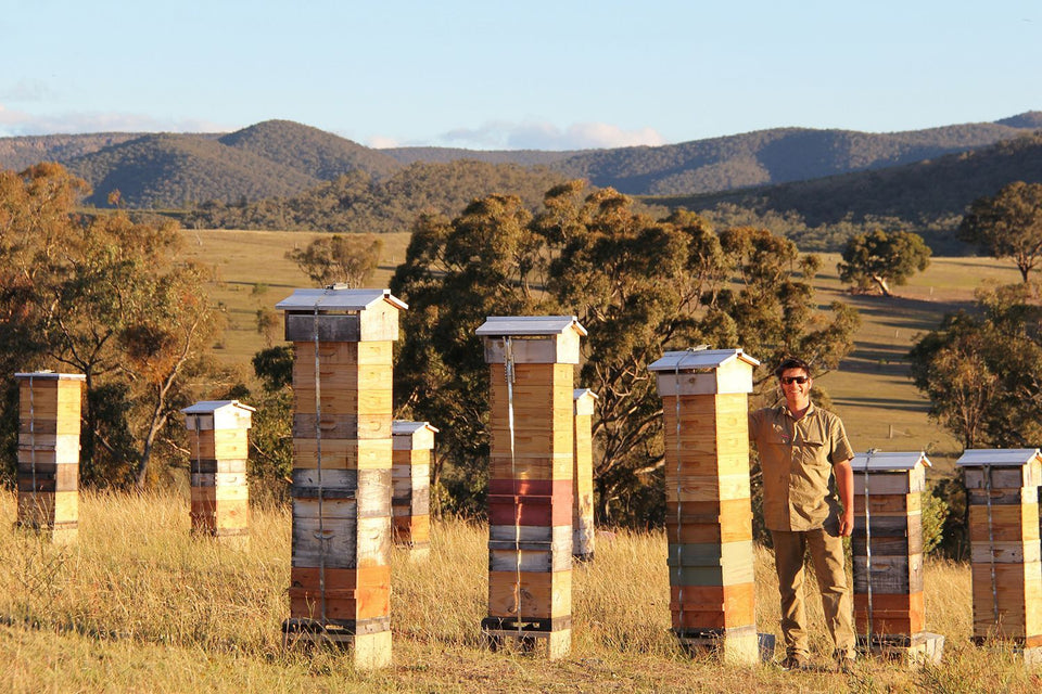 Malfroy's Gold Warré Apiary, Central Tablelands